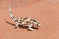 Thorny Devil Lizard looking at tiny blurred ant Royalty Free Stock Photo