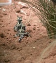 The thorny devil lizard is named for the appearance of thorns all over its body it is harmless to humans Royalty Free Stock Photo