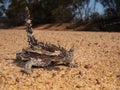 Thorny Devil lizard on outback Australia track Royalty Free Stock Photo