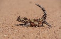 Thorny Devil in Australian outback side view Royalty Free Stock Photo