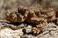 Thorny Devil