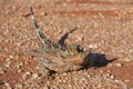 Thorny devil reptile Western Australia Royalty Free Stock Photo