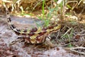 Thorny Devil, Outback, Australia Royalty Free Stock Photo