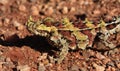 Thorny Devil, Outback, Australia Royalty Free Stock Photo