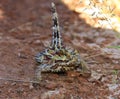 Thorny Devil, Outback, Australia Royalty Free Stock Photo