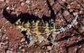 Thorny Devil, Outback, Australia Royalty Free Stock Photo