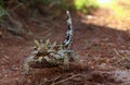 Thorny Devil, Outback, Australia Royalty Free Stock Photo