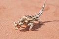 Thorny Devil with shadow on red outback sand