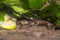 A giant spiny stick insect is eating an apple