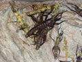 Group of giant spiny stick insects on a wall