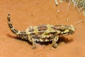 Thorny Devil Royalty Free Stock Photo