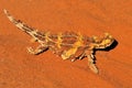 The thorny devil or thorny dragon Moloch horridus is an Australian lizard, also known as the mountain devil, the thorny lizard, Royalty Free Stock Photo