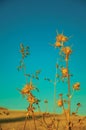 Thorny dried flowers in a farm