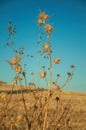 Thorny dried flowers in a farm