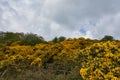 Thorny Evergreen Shrub known as a Gorse Bush