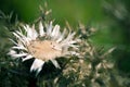 Thorny Flower