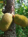 This thorny fruit called jackfruit is very sweet when it is ripe