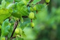 Green berries of a gooseberry on a blurred background close-up. Royalty Free Stock Photo