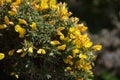 Thorny Golden Gorse Bush Flowering on a Spring Day