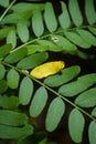 Thorny honeylocust or honey locust Gleditsia triacanthos green leaves with one yellow leaf in early autumn forest, soft focused Royalty Free Stock Photo