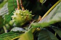 Thorny horse chestnuts in the green leaves on the autumn tree branch