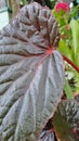 Thorny leaf closeup photograph