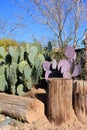 Thorny Natural Informal Hedge with Prickly Pear Colorful Cacti