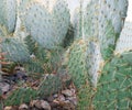 Thorny pads of Nopal or Opuntia cacti