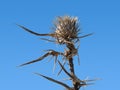 Thorny plant Royalty Free Stock Photo