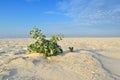 Thorny plant grows in the sand in the desert Royalty Free Stock Photo