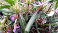 Thorny plant with purple flowers. Royalty Free Stock Photo