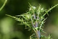 Thorny plants and flowers in a forest glade