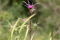 Thorny plants and flowers in a forest glade