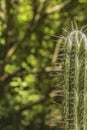 Prickly cactus closeup