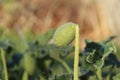 thorny prairie plant with green round and exploding seeds.