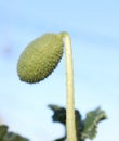 Thorny prairie plant with green round and exploding seeds.