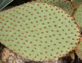 Close up of Cactus leaf