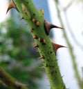 Thorny rose branch