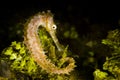 Thorny seahorse Hippocampus histrix Ambon, Indonesia