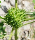 A thorny seed Royalty Free Stock Photo