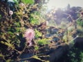 thorny stem flowers