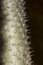 Thorny stem of the succulent Pachypodium lamerei