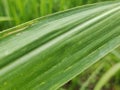 A thorny sugar cane leaf Royalty Free Stock Photo