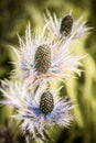 Thorny thistle flowers Royalty Free Stock Photo