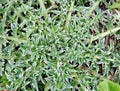 Thorny thistle weed Royalty Free Stock Photo