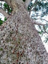 The Thorny Trunk of Sandbox Tree (Hura crepitans)