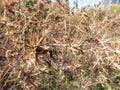 Thorny wild bushes dried in the sun