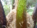 thorny wild fern