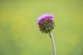 Thorny wild flower