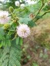 thorny wild plant with round pink flowers that are so pretty